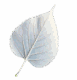 White Poplar